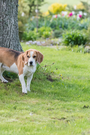 Beagle bitch standing on the lawn in the garden and looking at something, spring day, green backgroundの写真素材