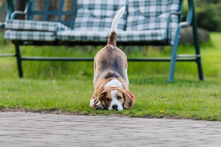 Beagle dog playing in the park. Selective focus with shallow depth of field.の写真素材