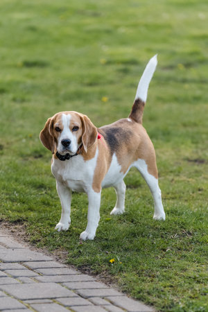 Beagle dog standing on the grass and looking at the camera.の写真素材