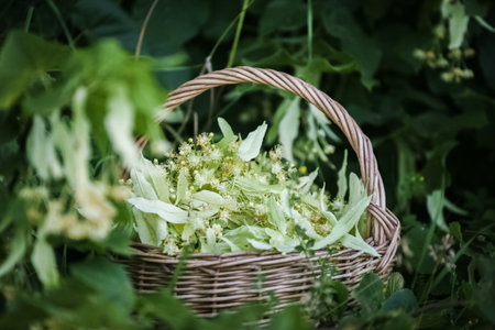A wicker basket full of linden flowers in July; selective focus, everything around is blurred.の写真素材