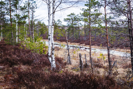 The edge of a swamp with stunted small birch trunks and pine trees. Swamp water areas. Latvian nature scene.の写真素材
