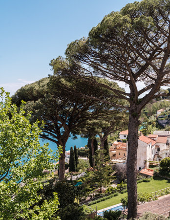 Pine trees in the old town of Sorrento, Campania, Italy