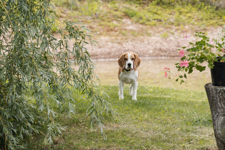 A beagle dog stands in the garden by the pond under a willow tree and looks at us,の写真素材