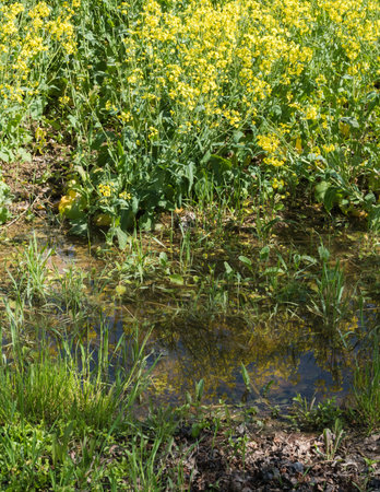 The edge of a rapeseed field after a rainy day, close-up of water puddles and reflections of flowers...