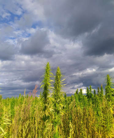 Green hemp fields with storm cloudesの写真素材