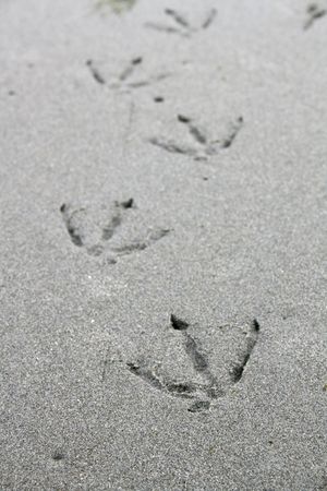 A trail of bird footprints left in wet sand.