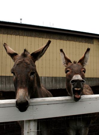 Two donkeys hee-hawing from over a fence.の写真素材