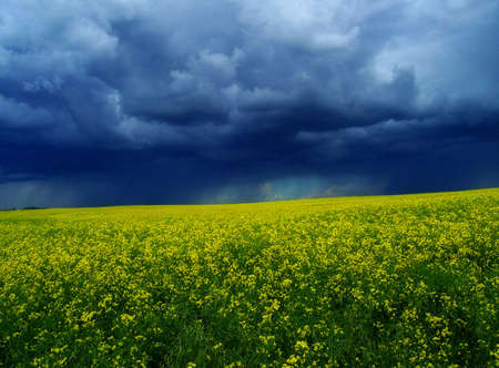 A ripe crop of canola beneath a dramatic stormy sky.
