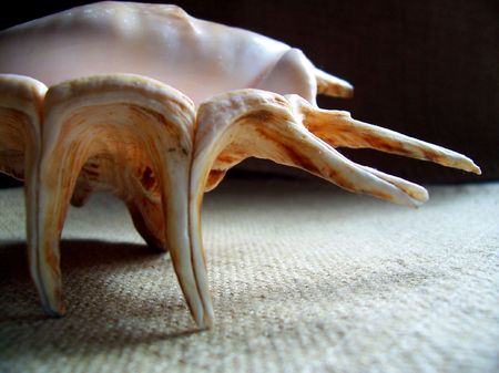 A conch shell flipped upside down, on its tiptoes.
