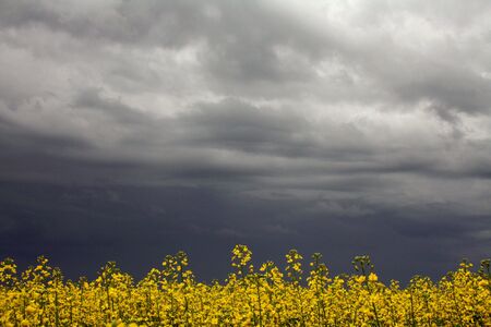 A crop of canola rests beneath dramatic storm clouds.の写真素材