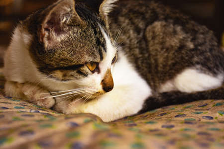 Mother cat watching somethingの写真素材