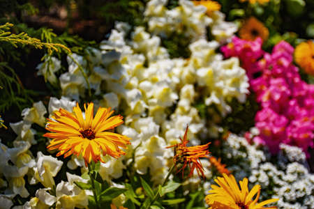 Colorful flowersの写真素材
