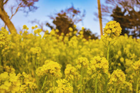 Rapeseed fieldの写真素材