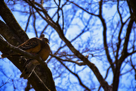 Couple pigeonの写真素材