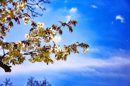 Cherry Blossom with sky backgroundの写真素材