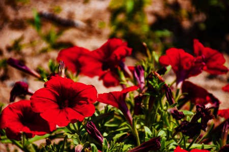Beautiful flowersの写真素材