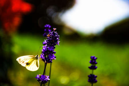 Beautiful flowersの写真素材