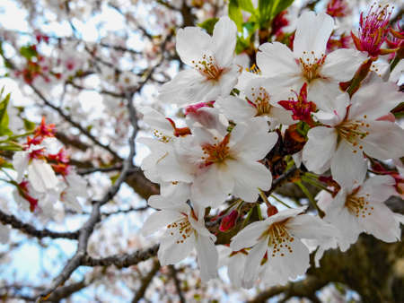 Cherry Blossomの写真素材