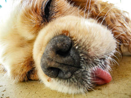 Dog's sleeping faceの写真素材