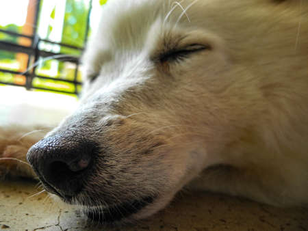 Dog's sleeping faceの写真素材