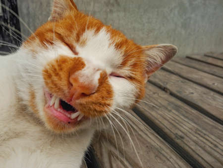 Laughing catの写真素材