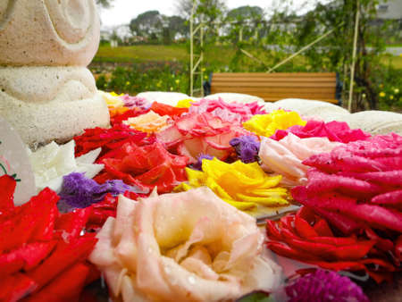 Roses floating in waterの写真素材