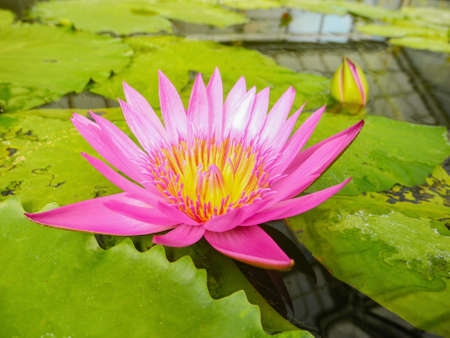 Big lotus flowerの写真素材