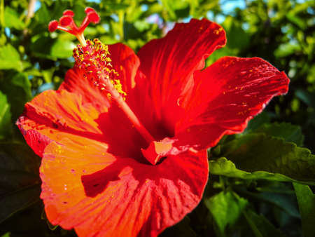 Large hibiscusの写真素材
