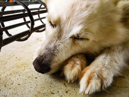 Dog's sleeping faceの写真素材