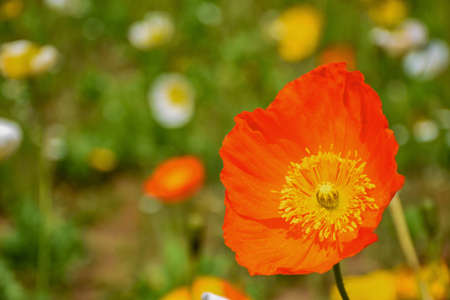 Close-up of flowersの写真素材