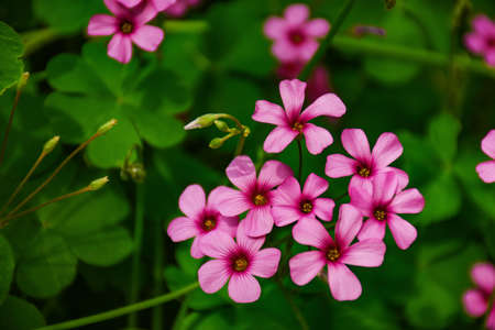 Close-up of flowersの写真素材