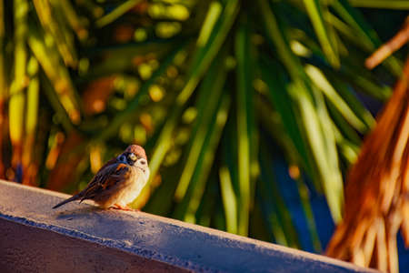 Staring sparrowの写真素材
