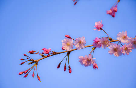 Spring scent