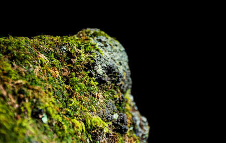 Stone mossの写真素材