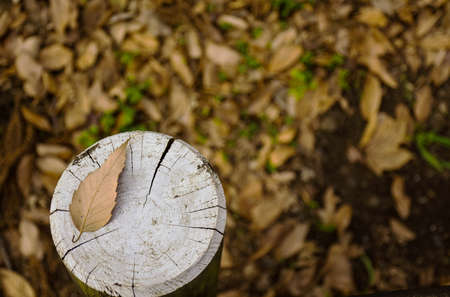 Landscape of dead leavesの写真素材