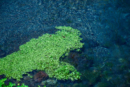 Transparent river and aquatic plantsの写真素材