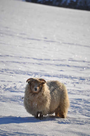 Portland Ewe in the Snowの写真素材