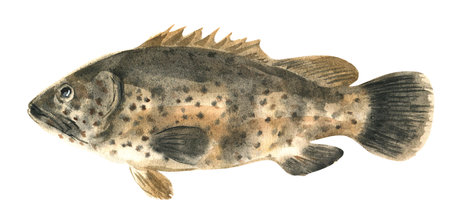 seafood grouper fish illustrationの写真素材