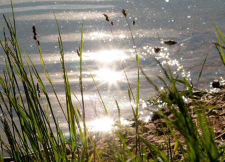 sunny bunny, pond, coastの写真素材