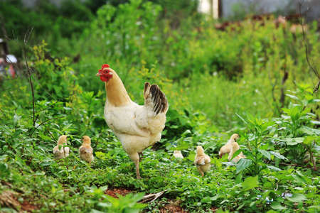 Hens and chicksの写真素材