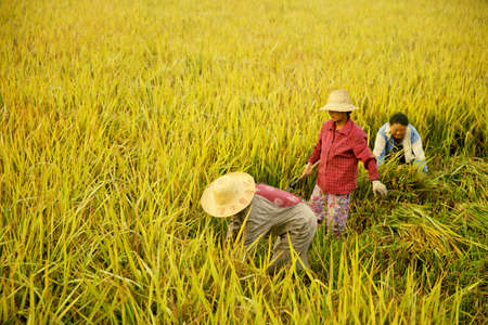 farmers harvesting in the fieldのeditorial素材