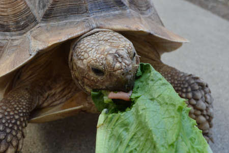 Sulcataの写真素材