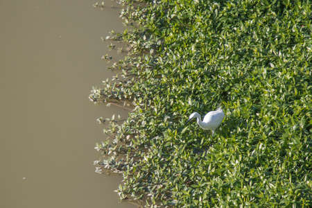 The view of a white heron at Arno River.の写真素材