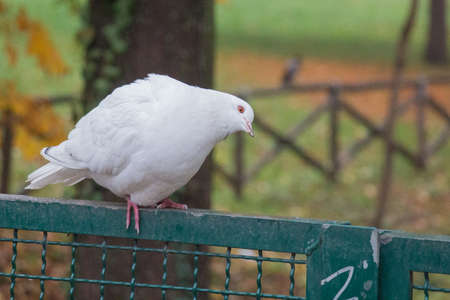 The view of a white dove sitting on a fence and tilting his head.の写真素材