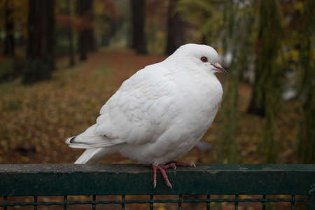 The view of a white dove sitting on a fence.の写真素材
