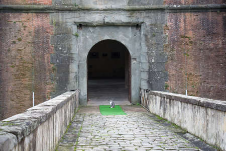 Italy, Pistoia - November 27 2016: the view of a cat at the main gate of the Medici Fortress of Santa Barbara on November 27 2016 in Pistoia Italy.のeditorial素材