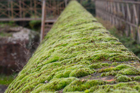 The view of a green moss covering an ancient wall.の写真素材