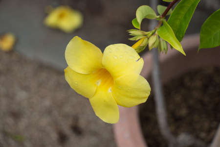 The view of water drops on yellow flower. Golden trumpet flower. Allamanda cathartica.の写真素材