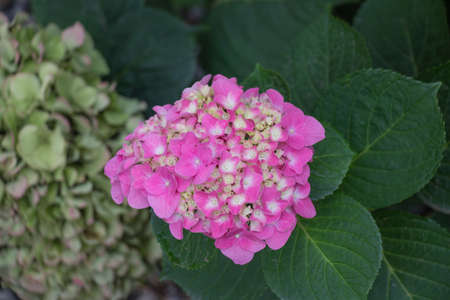 The view of Hydrangea flowers. Pink flowers. Garden plants.
