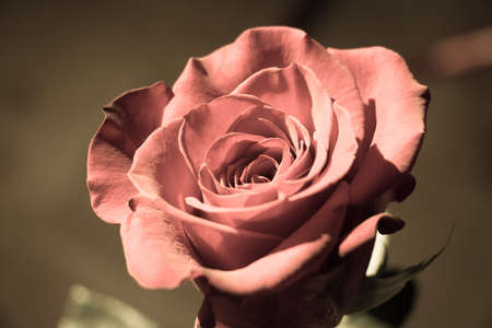 Close up view of a rose. Rose bud opening. Aged photo effect.の写真素材